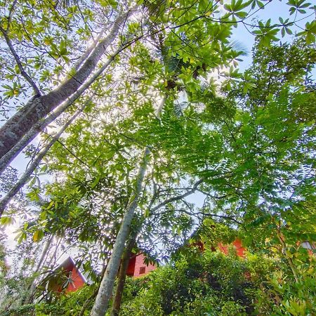 Cinnamon Village Sinharaja Deniyaya Buitenkant foto